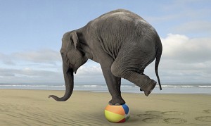 elephantbalance
